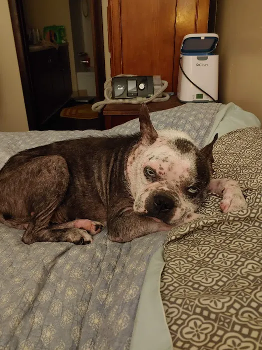 Dermatology for Animals - Akron 12