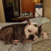 Dermatology for Animals - Akron ico