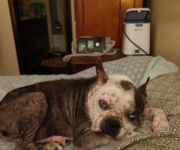 Dermatology for Animals - Akron