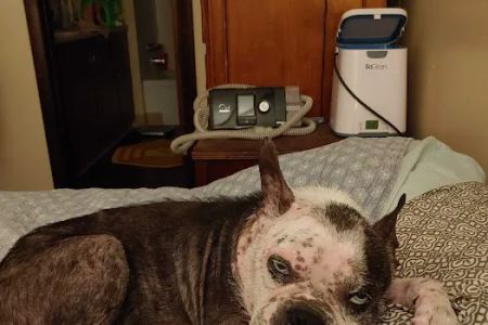 Dermatology for Animals - Akron