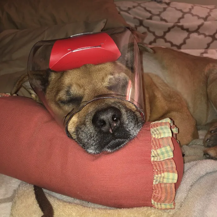 Eye Care for Animals - Akron 12