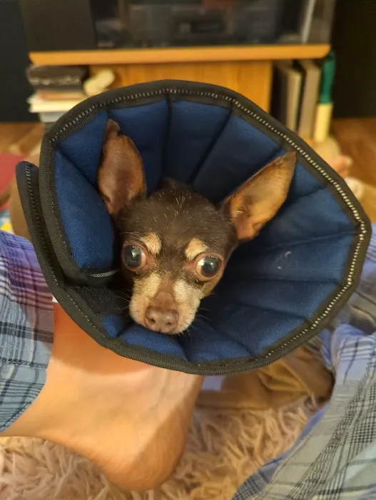 Eye Care for Animals - Akron 12