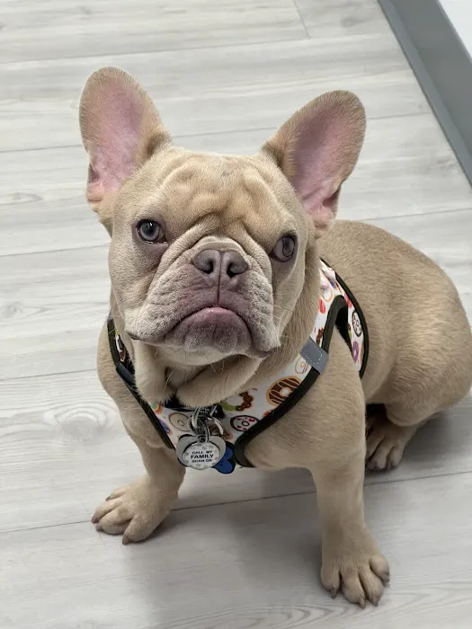 Eye Care for Animals - Akron 12
