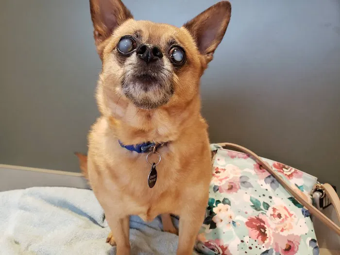 Eye Care for Animals - Akron 12
