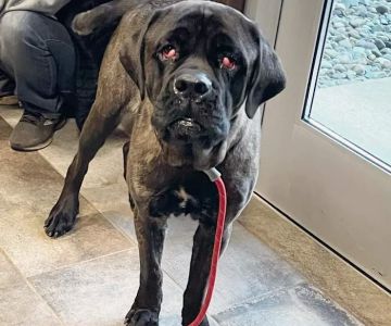 Eye Care for Animals - Akron