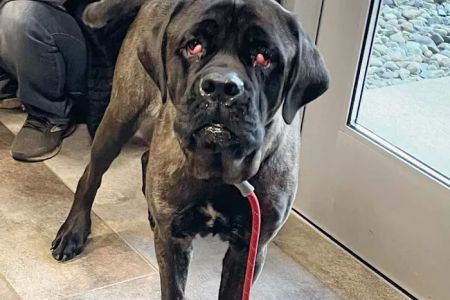 Eye Care for Animals - Akron