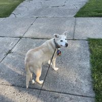 The Gentle Vet ico