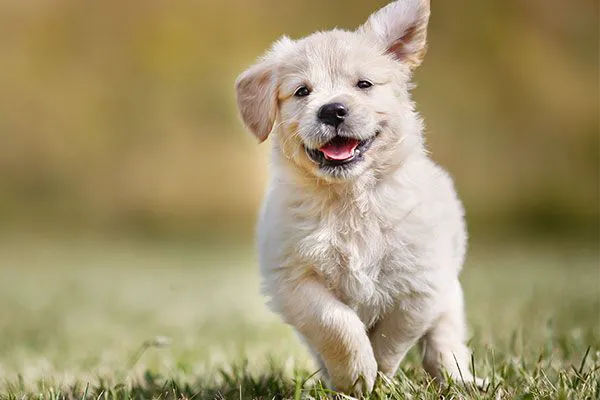 Richfield Animal Medical Center 12