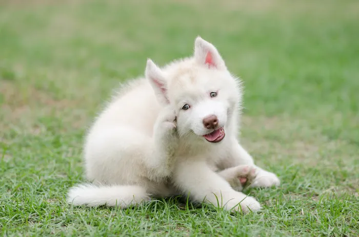 Richfield Animal Medical Center 12