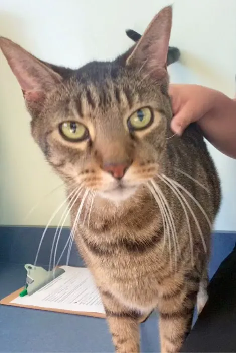 Cuyahoga Valley Vet Clinic 12