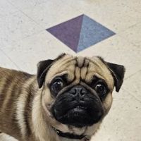 Cuyahoga Valley Vet Clinic ico