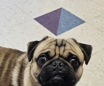 Cuyahoga Valley Vet Clinic