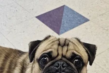 Cuyahoga Valley Vet Clinic