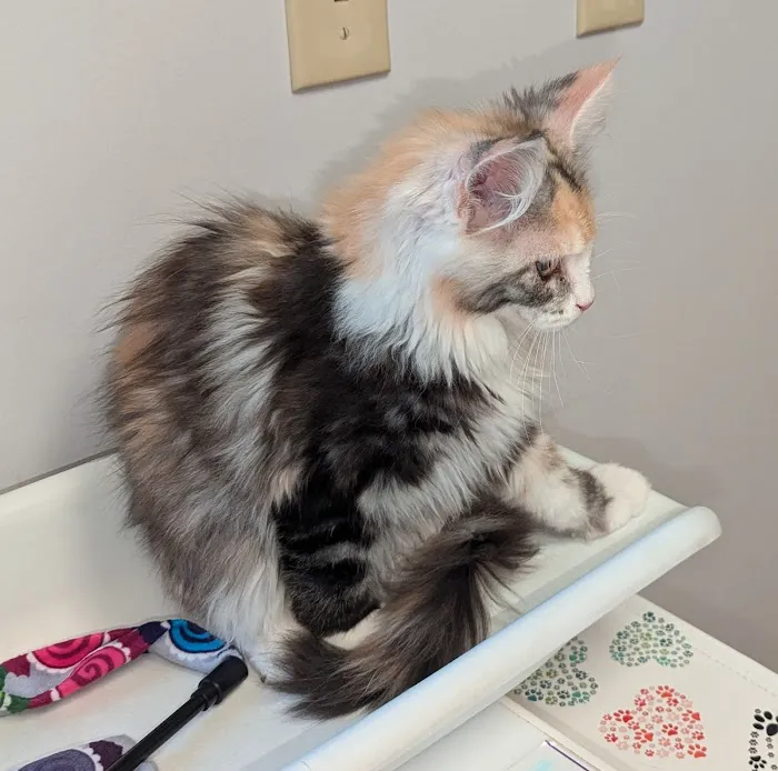 Cuyahoga Valley Vet Clinic 12