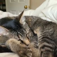 Akron-Peninsula Veterinary Office ico