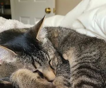 Akron-Peninsula Veterinary Office