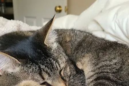 Akron-Peninsula Veterinary Office