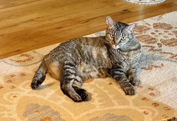 Akron-Peninsula Veterinary Office 12