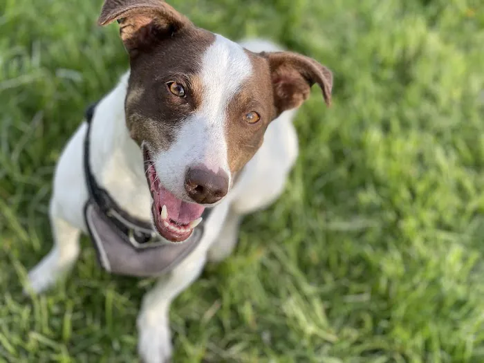 Valley Animal Hospital 12