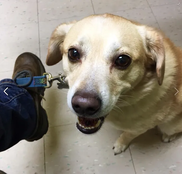 Valley Animal Hospital 12