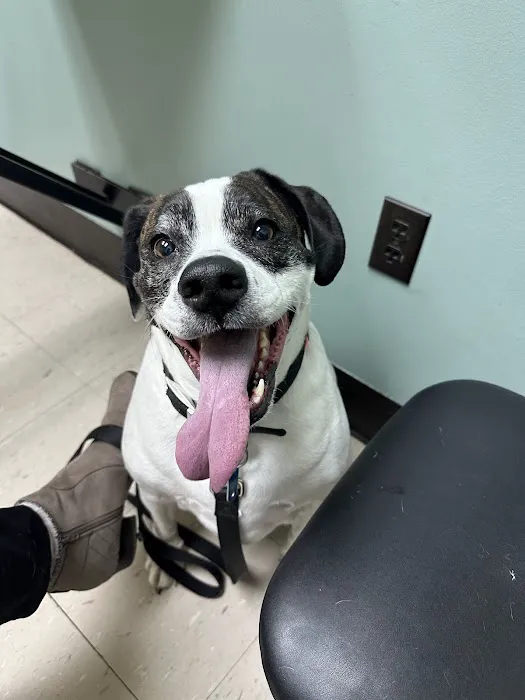 Valley Animal Hospital 12