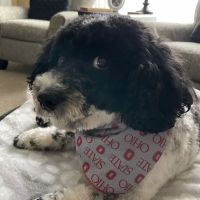 Valley Animal Hospital ico