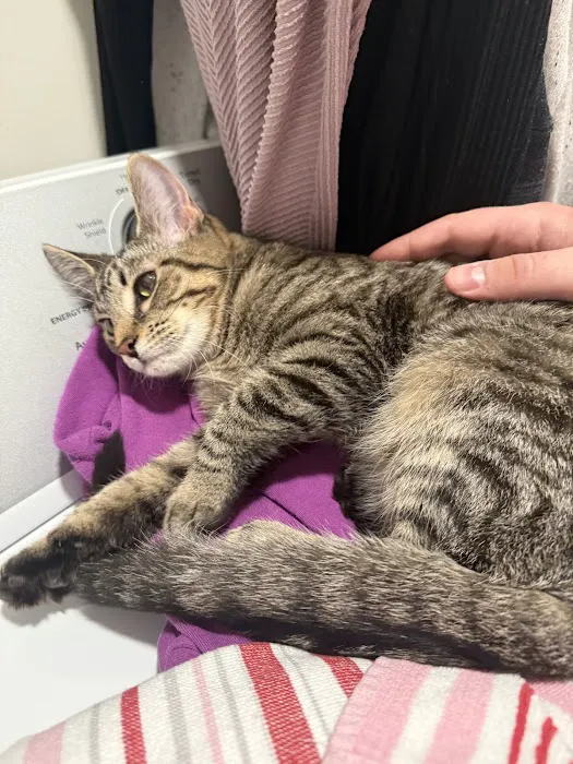 Valley Animal Hospital 12