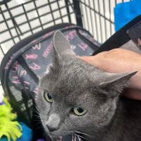 VIP Petcare Vaccination Clinic ico
