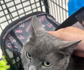 VIP Petcare Vaccination Clinic
