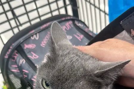 VIP Petcare Vaccination Clinic