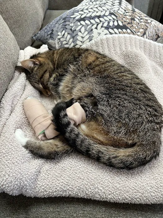 VCA Lakewood Animal Hospital 2