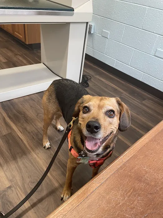 VCA Lakewood Animal Hospital 1
