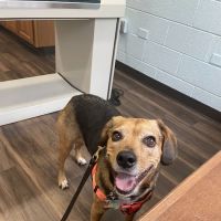 VCA Lakewood Animal Hospital ico