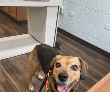 VCA Lakewood Animal Hospital