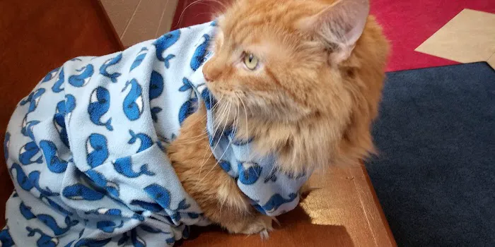 VCA Lakewood Animal Hospital 9