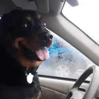 Southwest Animal Hospital ico