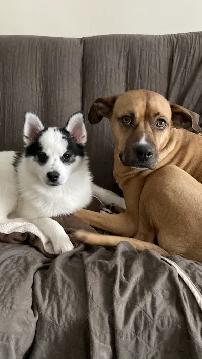 Southwest Animal Hospital 7
