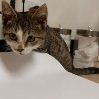 Banfield Pet Hospital ico