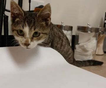 Banfield Pet Hospital