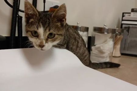 Banfield Pet Hospital