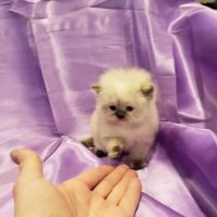 Dream Persians ico