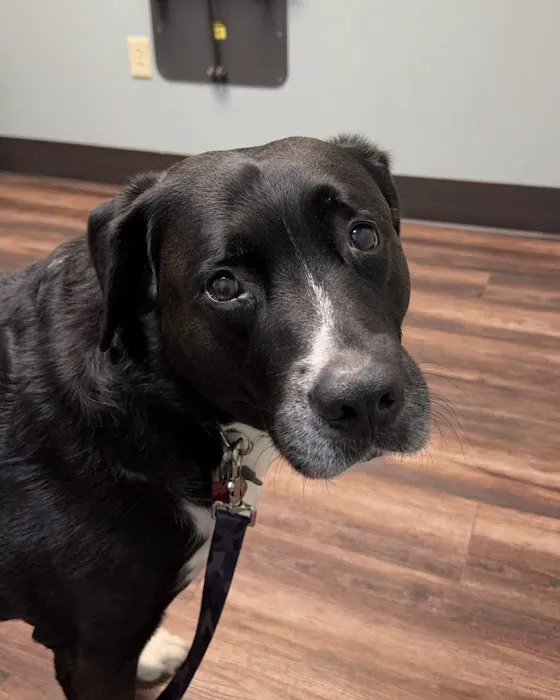 North Royalton Animal Hospital 1