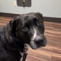 North Royalton Animal Hospital ico