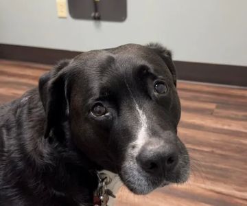 North Royalton Animal Hospital