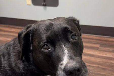 North Royalton Animal Hospital
