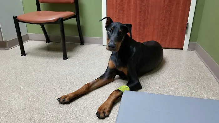 North Royalton Animal Hospital 9