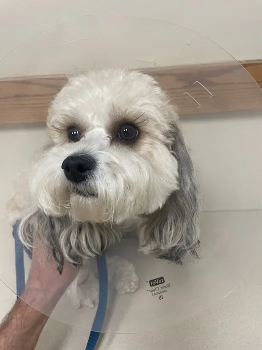 North Royalton Animal Hospital 4