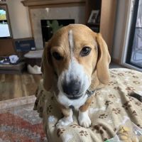 Apple Hill Animal Hospital ico