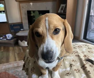 Apple Hill Animal Hospital