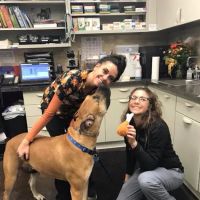 Greystone Veterinary Hospital + Urgent Care ico